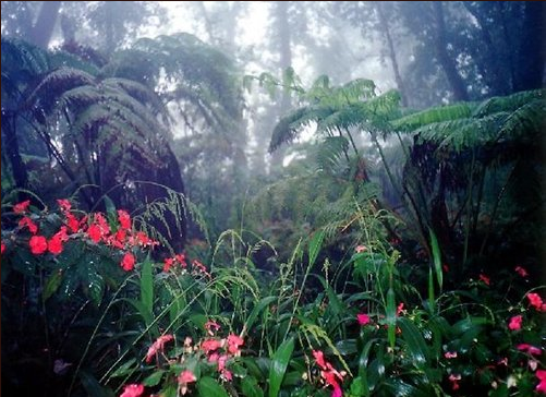 Eocene Habitat